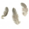Plumas de Guinea - Natural