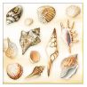 Servilleta Shells Cream