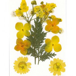 Flores secas - Amarillo