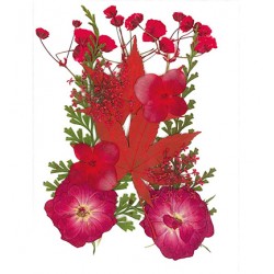 Flores secas - Rojo