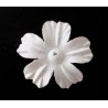 25 flores blancas - Cerisier