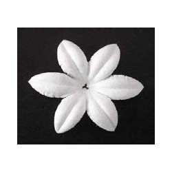 26 flores blancas - Anemone
