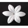 26 flores blancas - Anemone