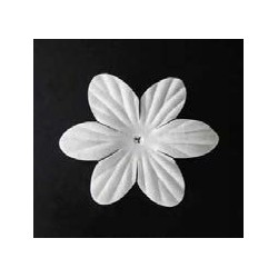 25 flores blancas - Clematis