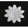 25 flores blancas - Joubarbe